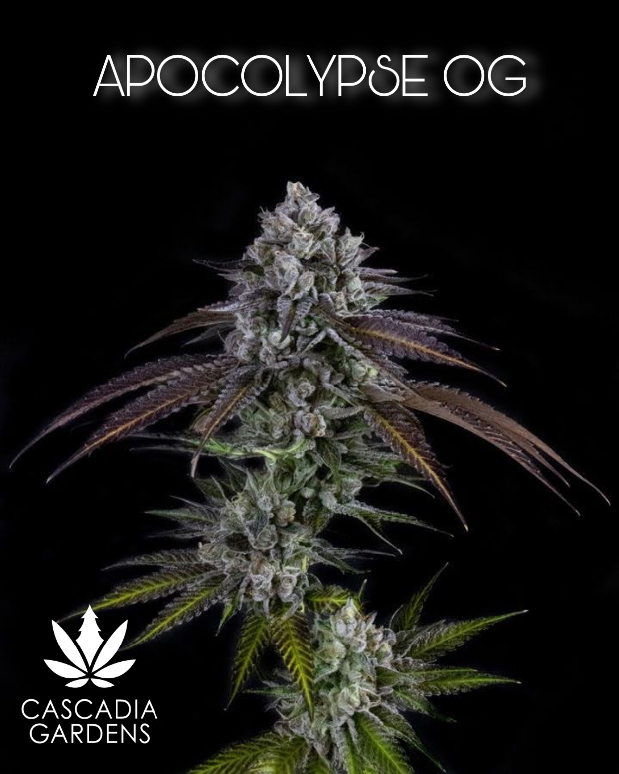 Apocalypse OG - I Main Image